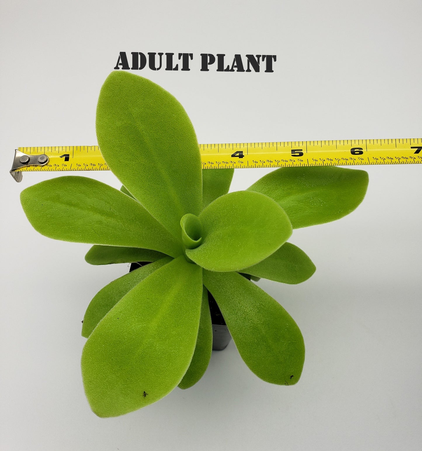 Pinguicula agnata "True Blue" x gigantea