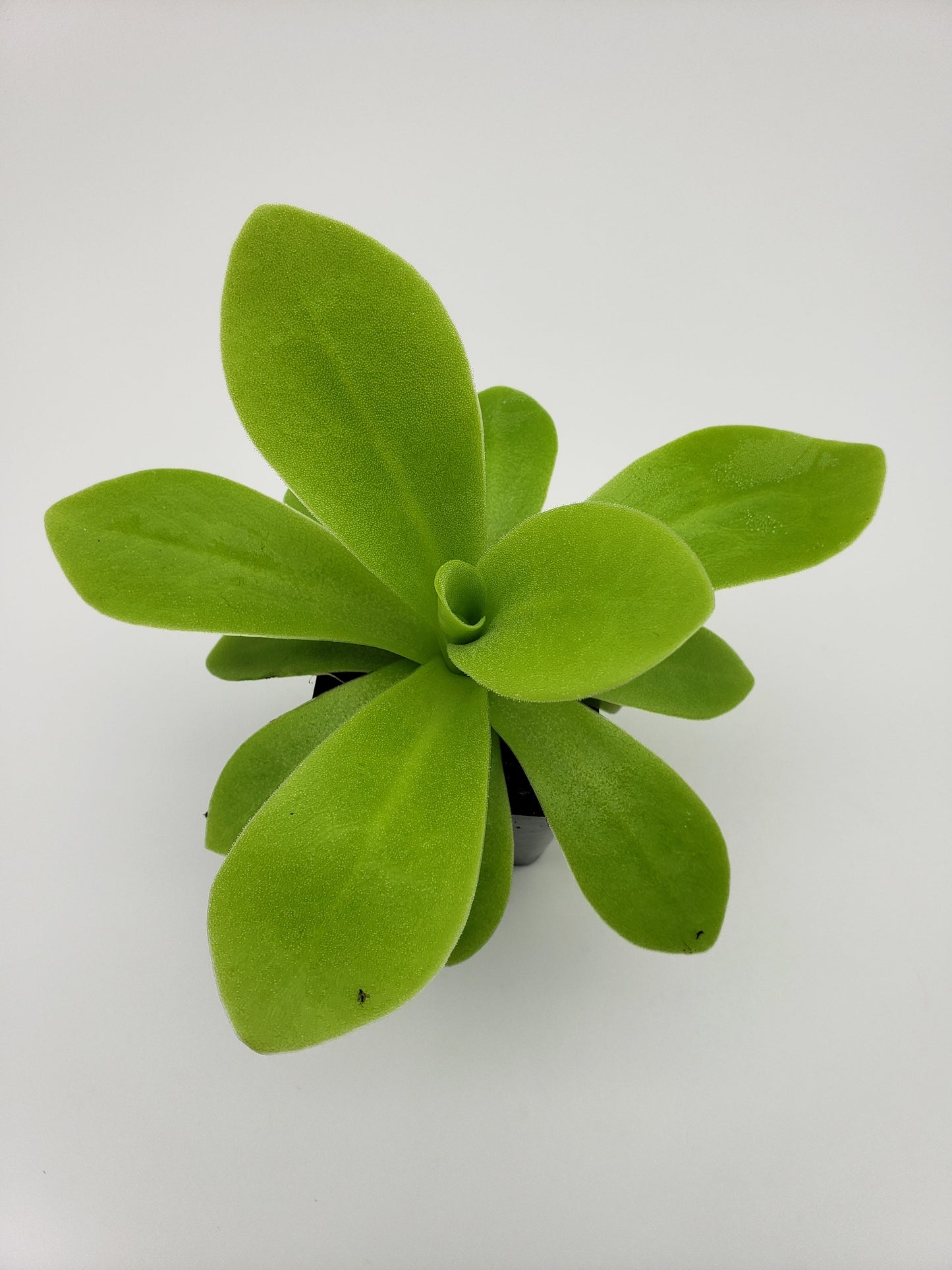 Pinguicula agnata "True Blue" x gigantea