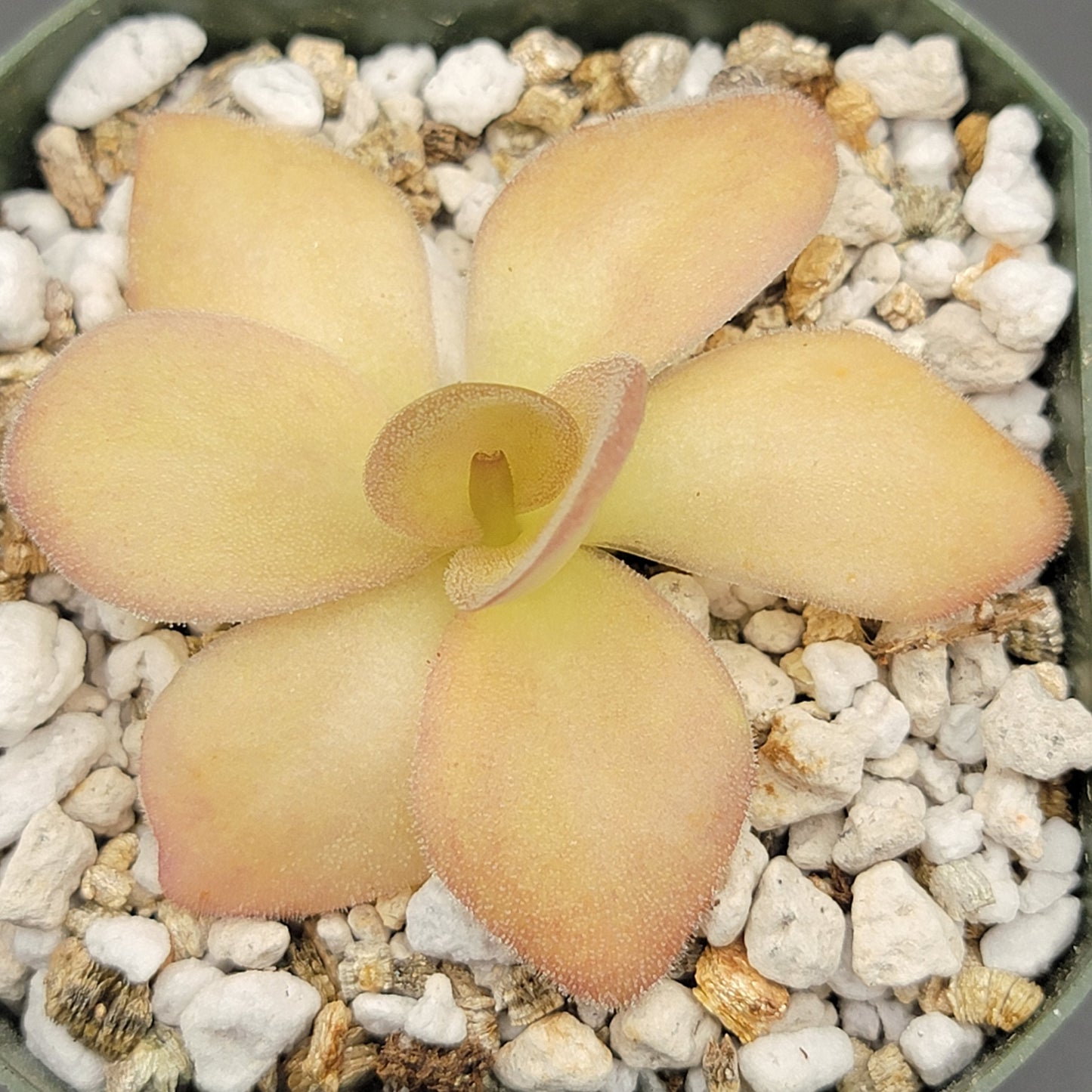 Pinguicula agnata {Zimapan, Hidalgo, Méx}