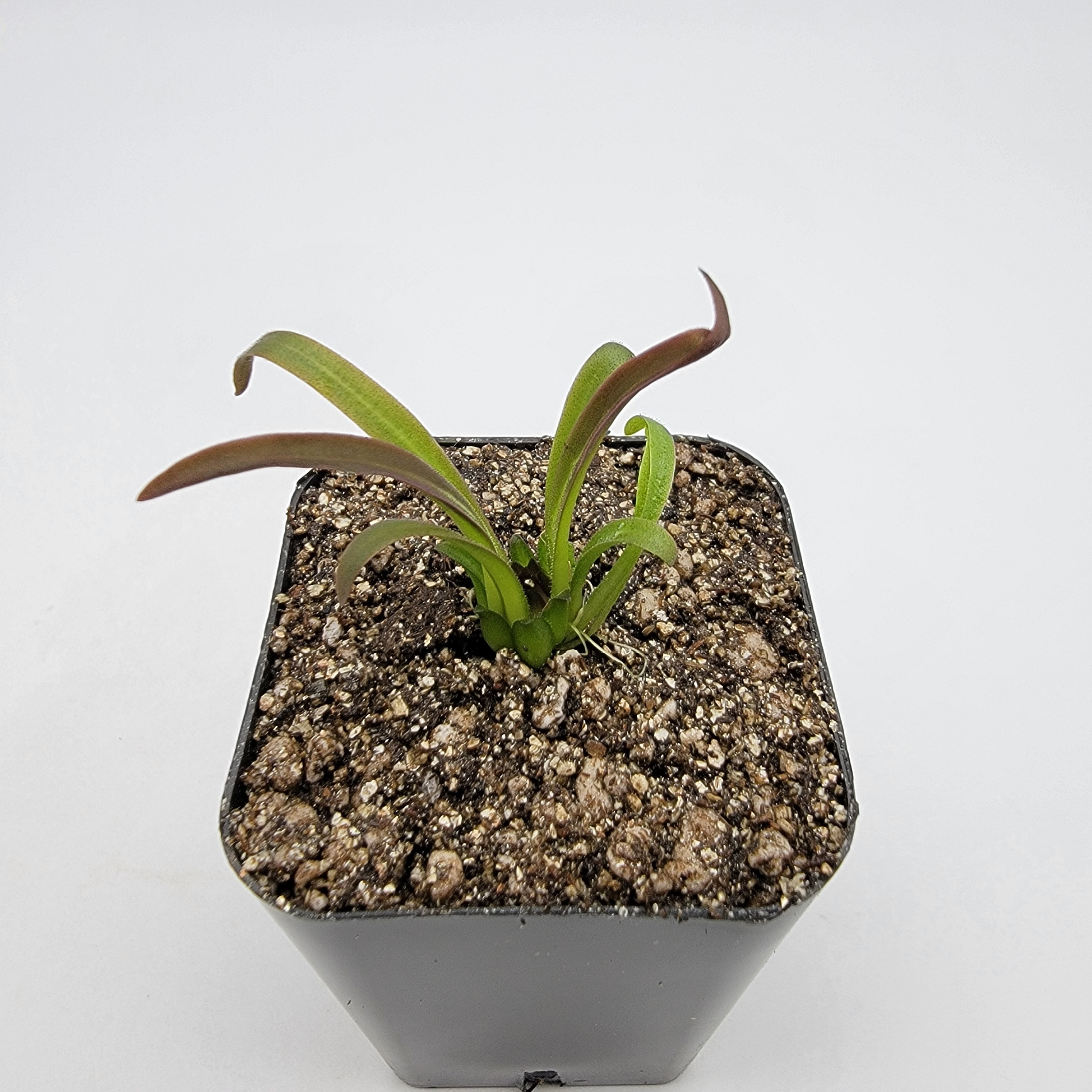 Pinguicula calderoniae {llano del conejo, San Luis Potosi}
