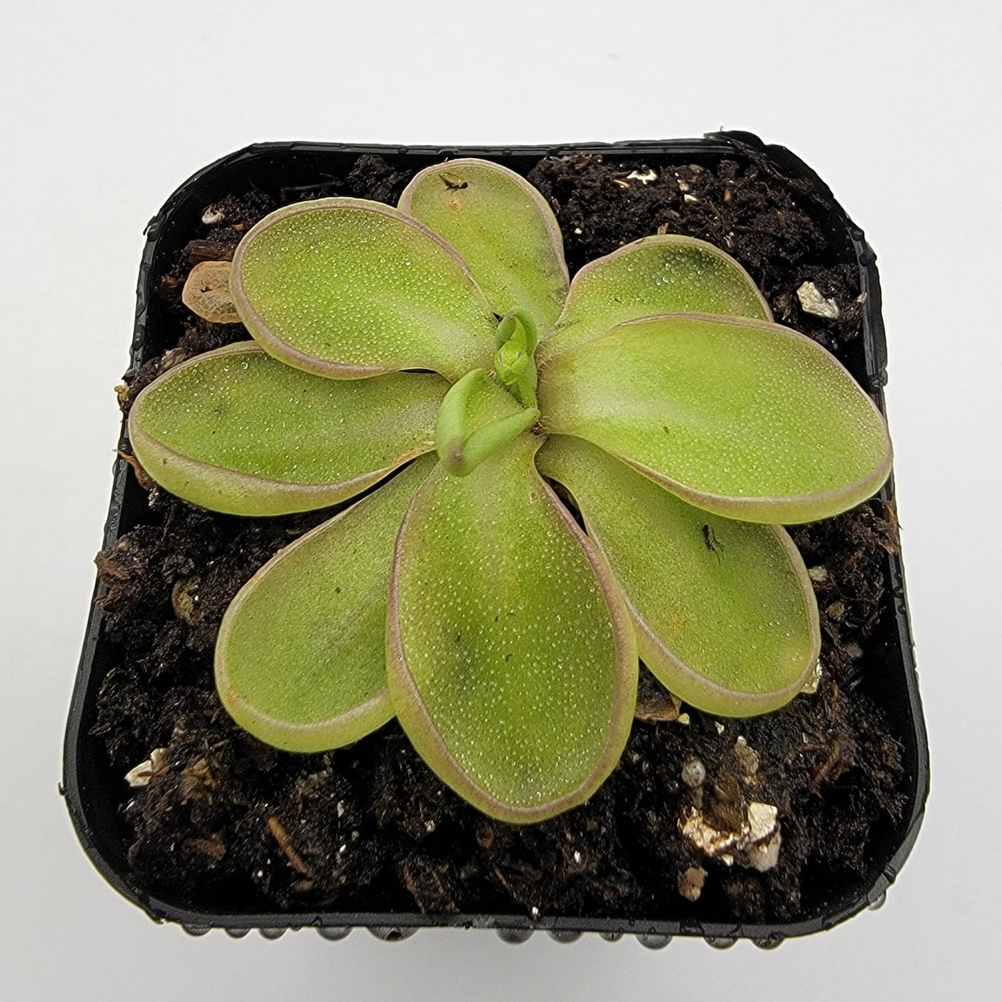Pinguicula emarginata