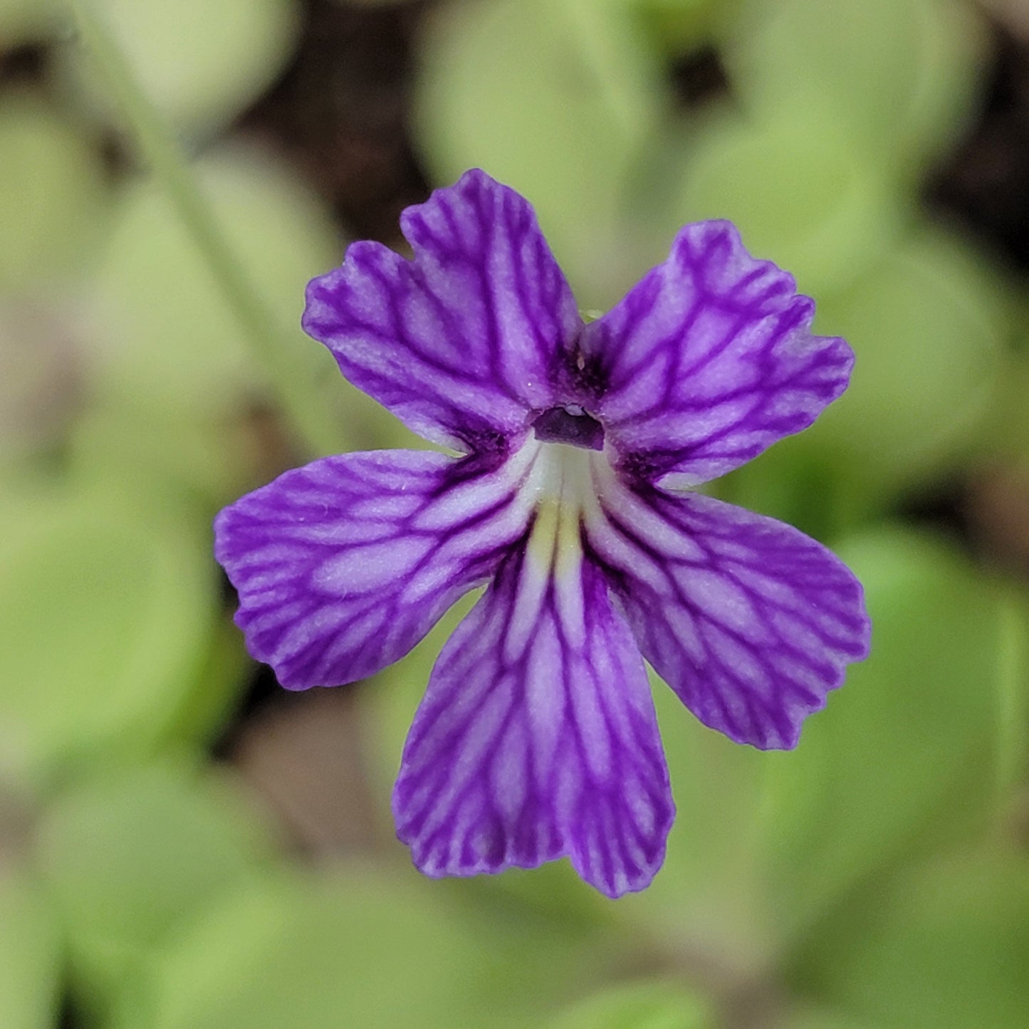 Pinguicula emarginata x cyclosecta