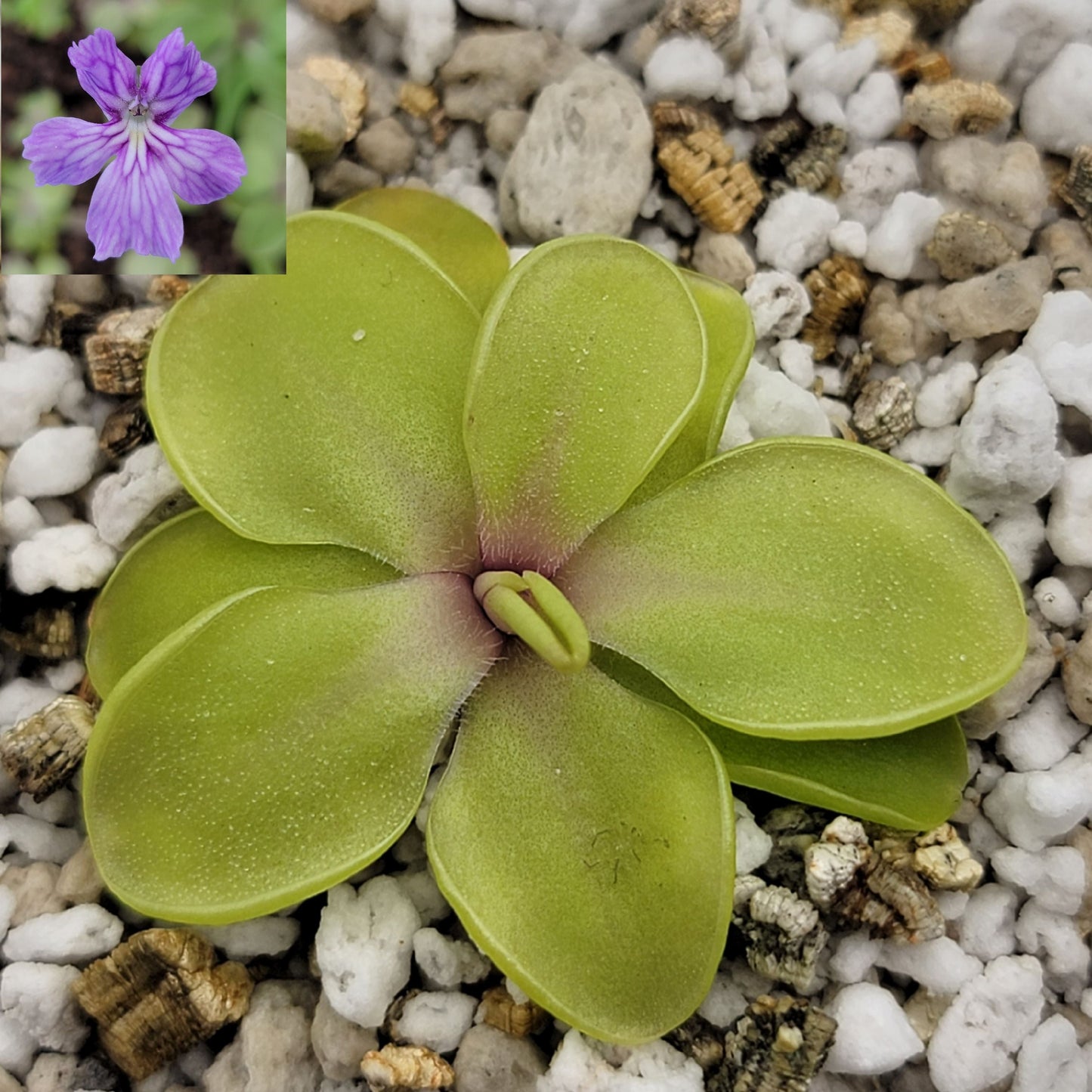 Pinguicula emarginata x cyclosecta