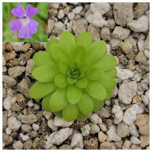 Pinguicula emarginata x gypsicola