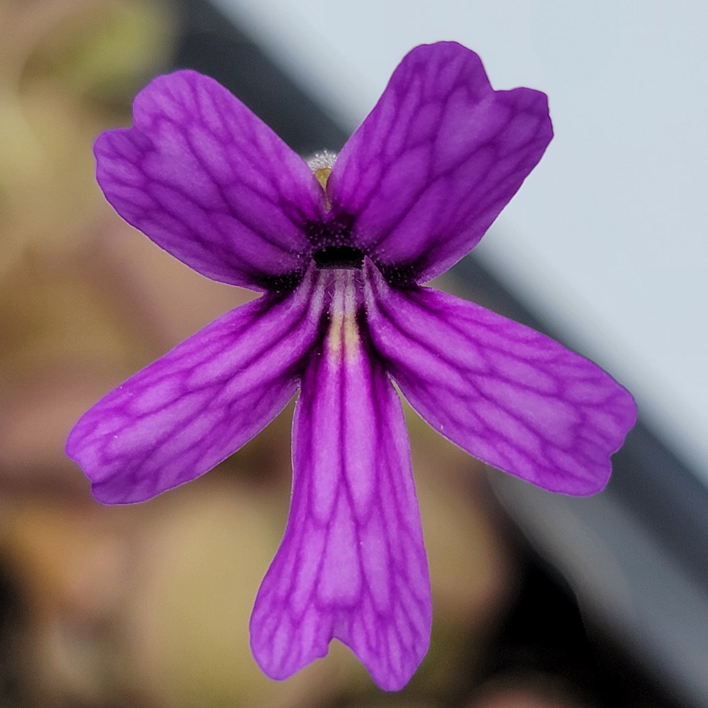 Pinguicula emarginata x hemiepiphytica