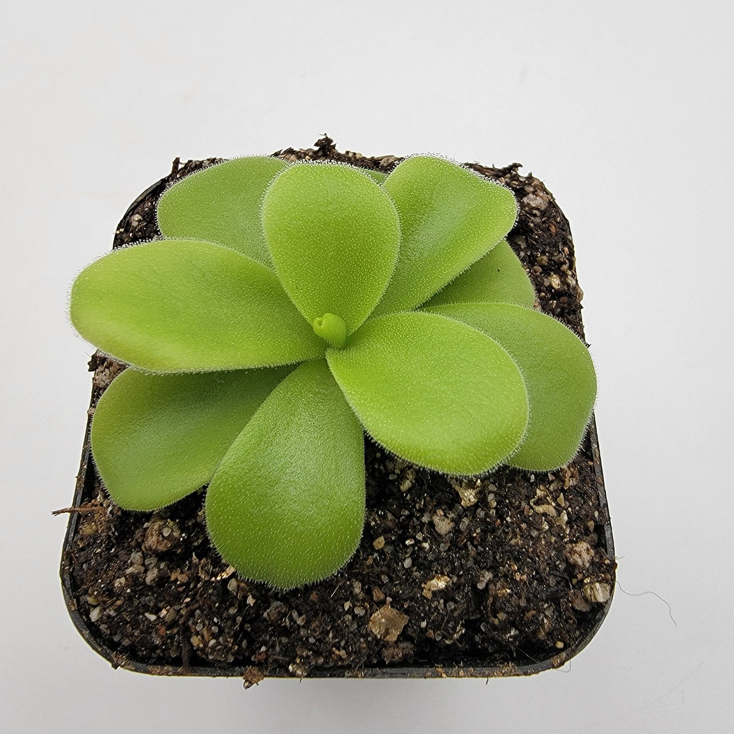 Pinguicula gigantea alba