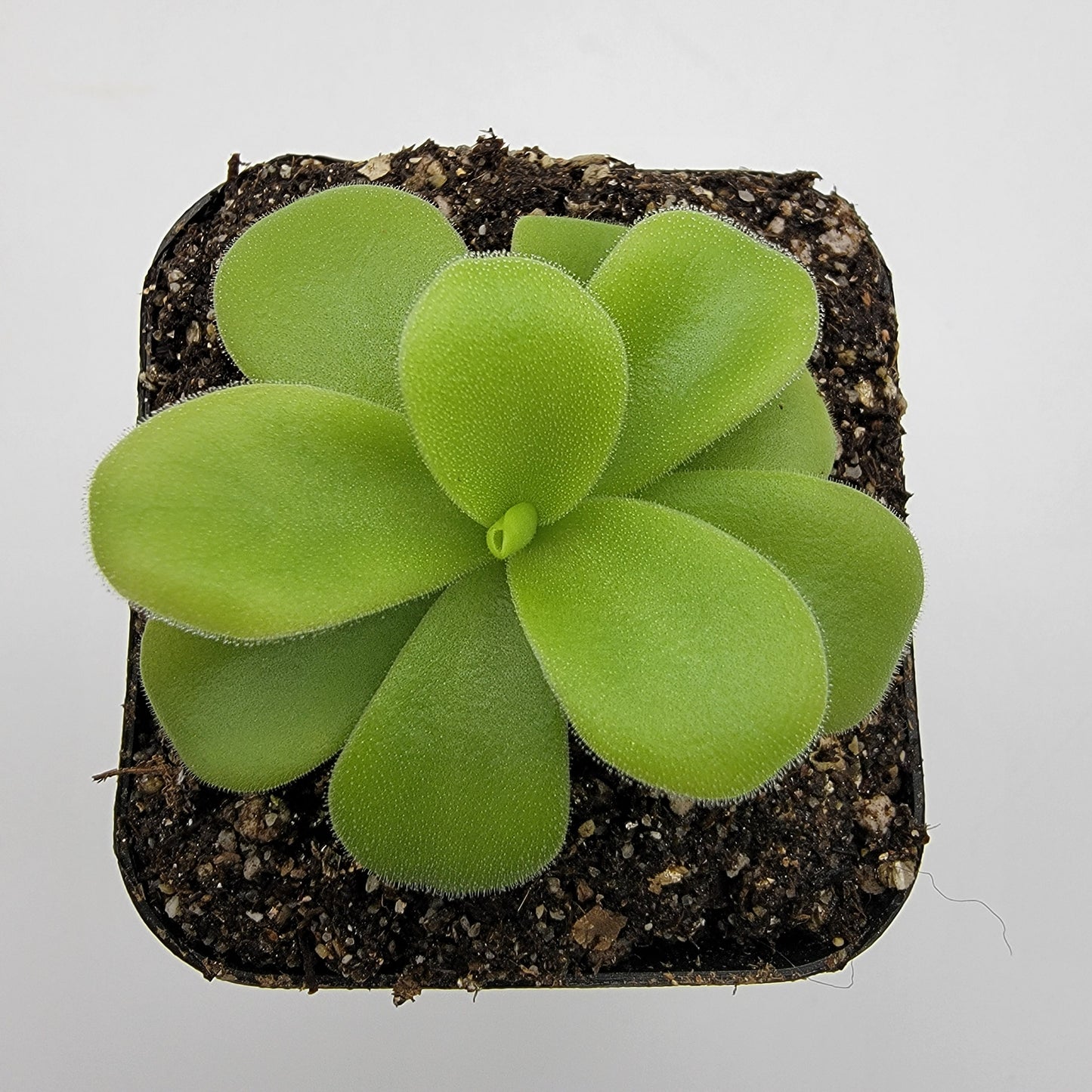 Pinguicula gigantea alba