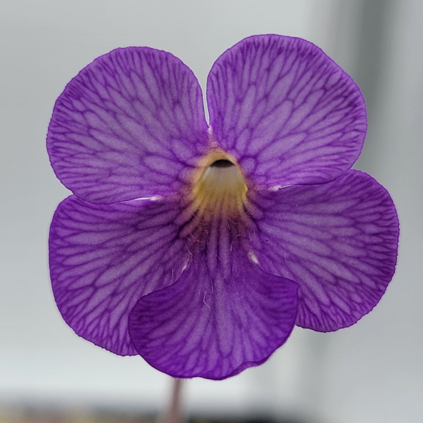 Pinguicula gigantea red x cyclosecta
