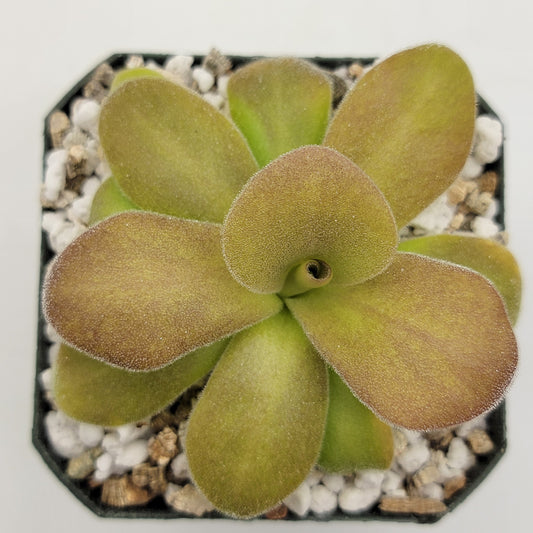 Pinguicula gigantea red x martinezii