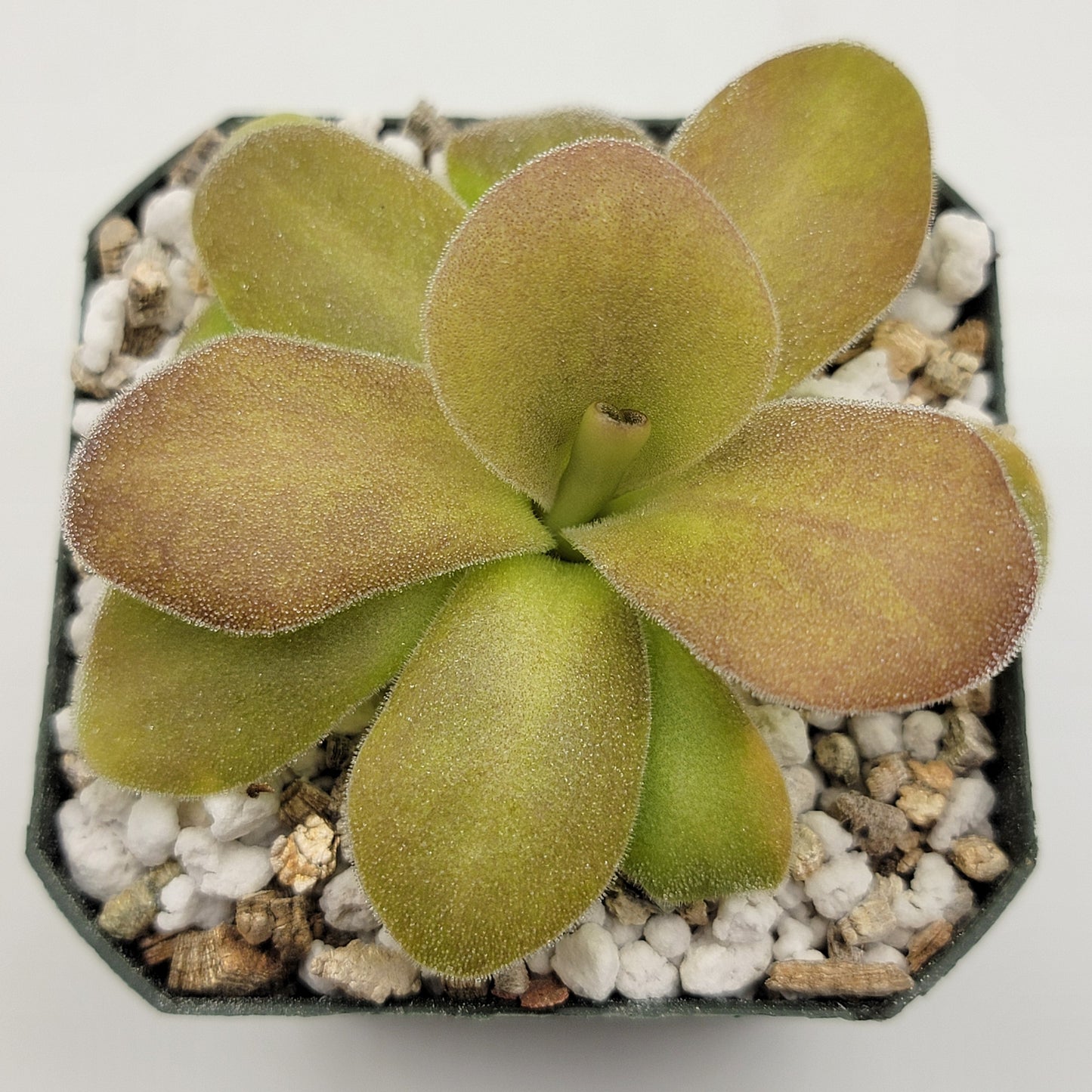 Pinguicula gigantea red x martinezii