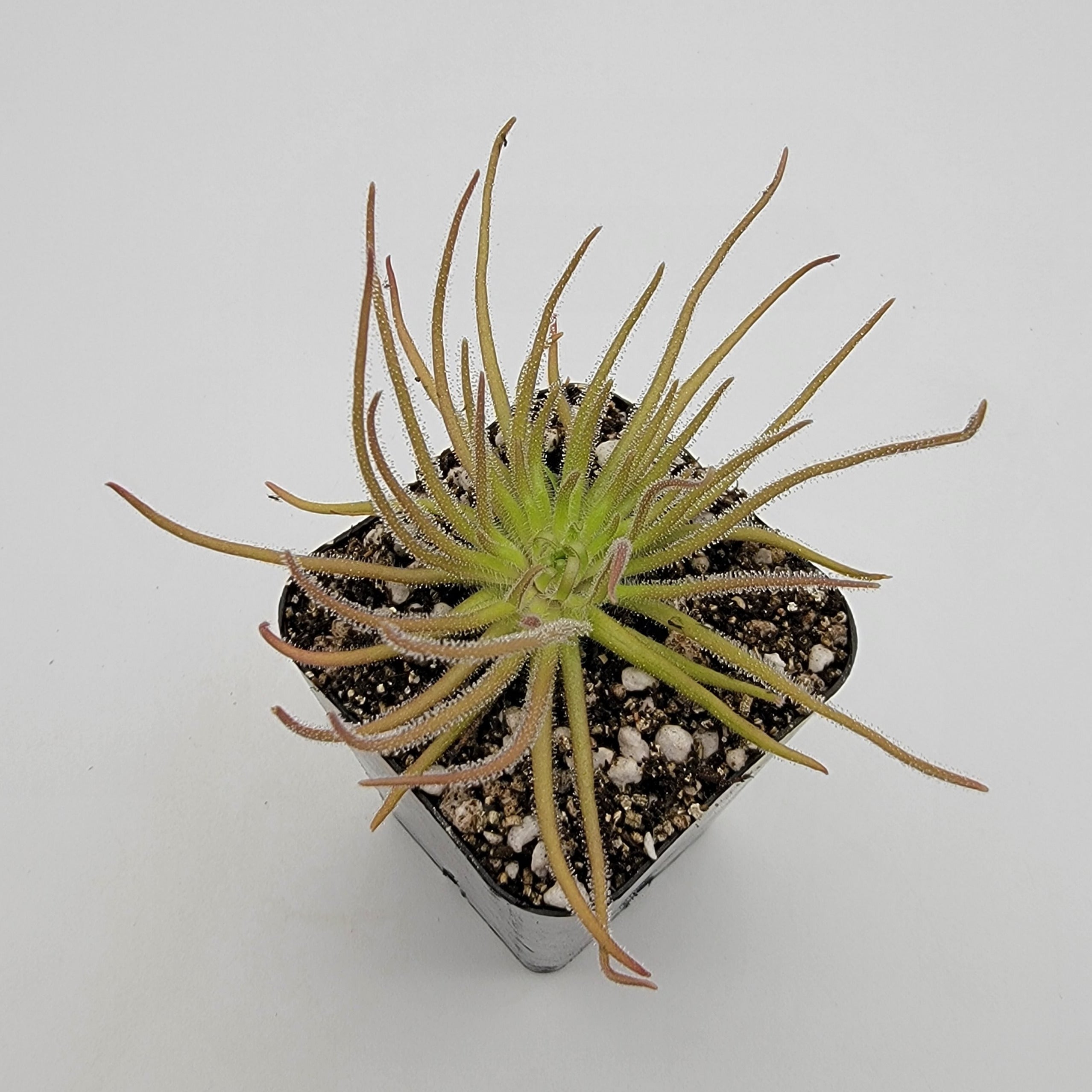 Pinguicula gypsicola {Buena Vista, San Luis Potosi, Mex}