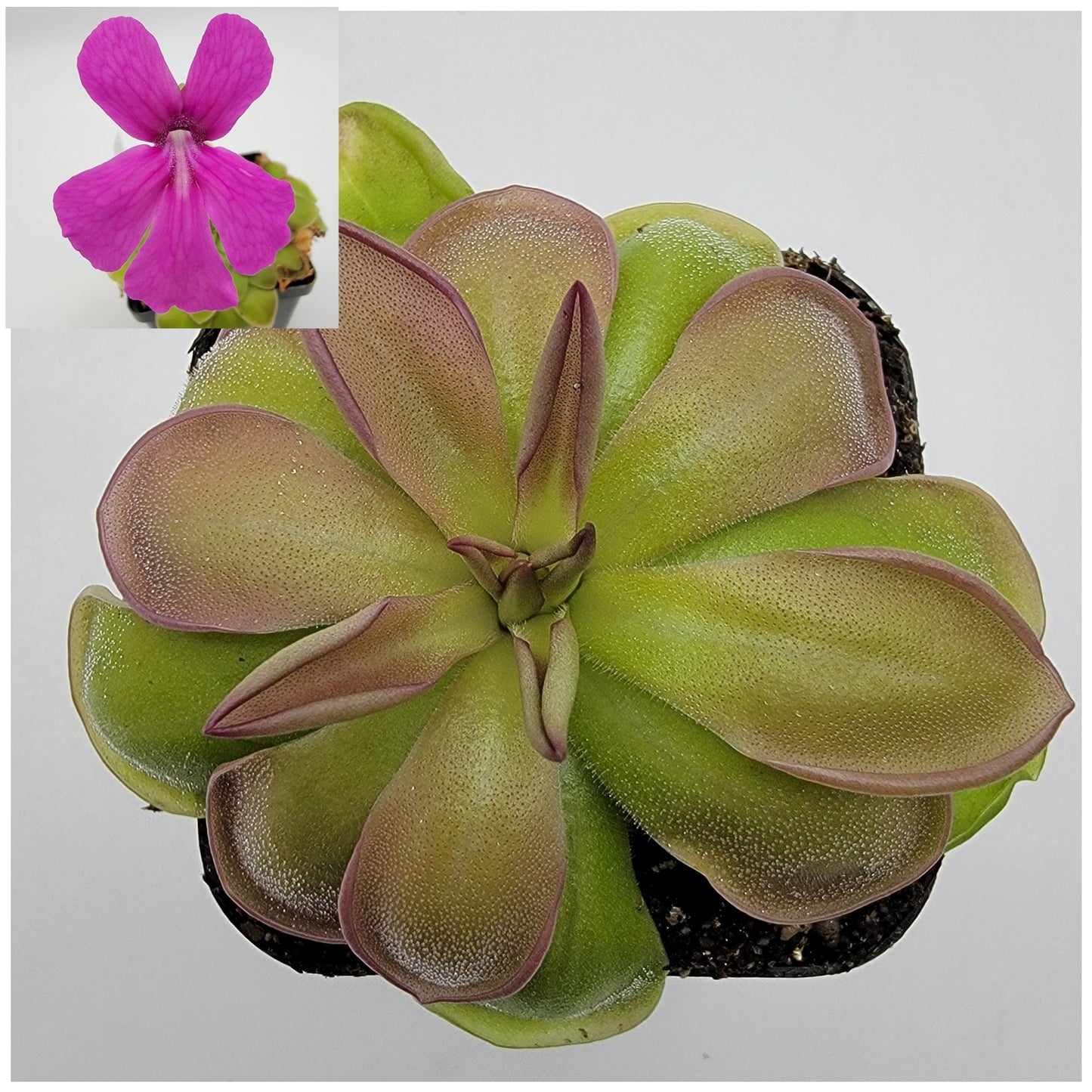 Pinguicula hemiepiphytica