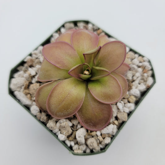 Pinguicula hemiepiphytica