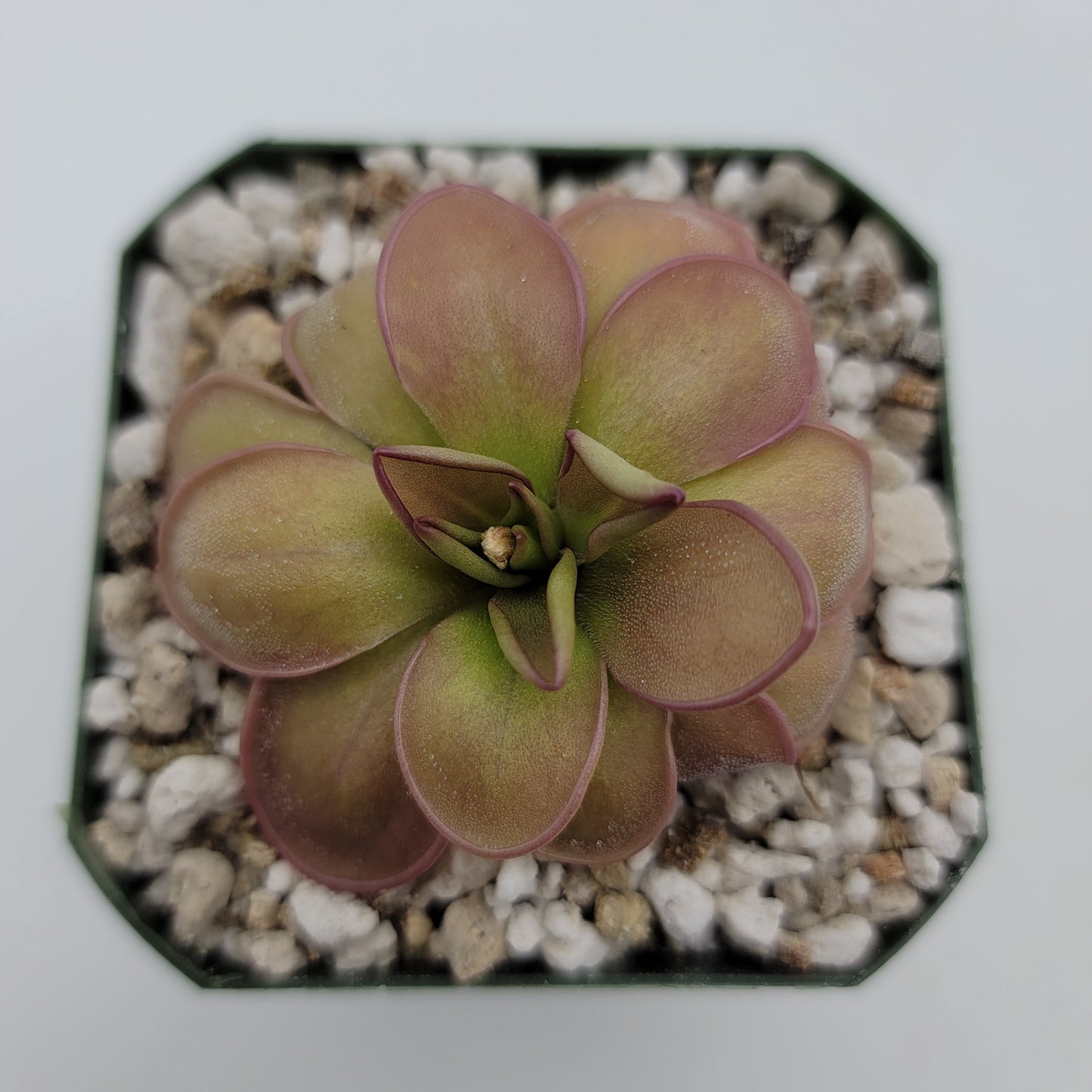 Pinguicula hemiepiphytica