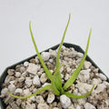 Pinguicula heterophylla