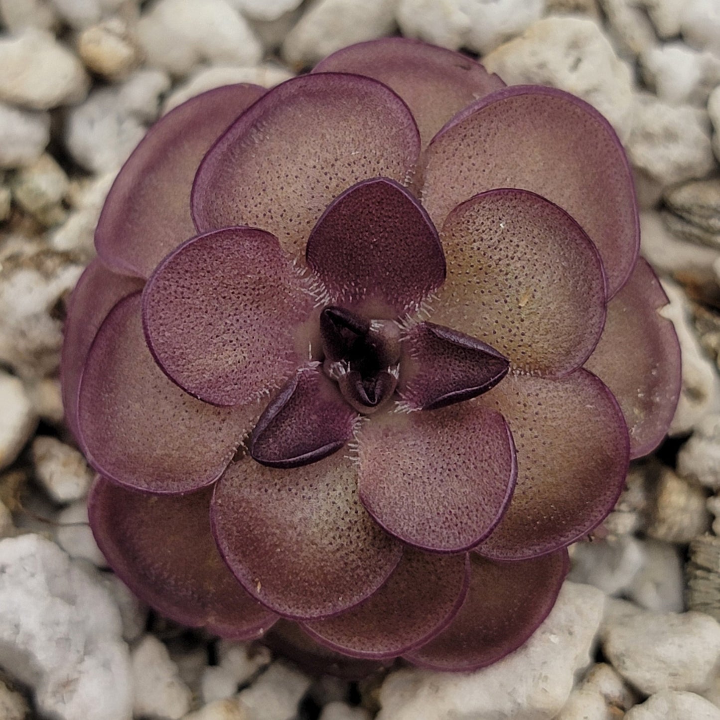 Pinguicula laueana "Tangerine" x cyclosecta