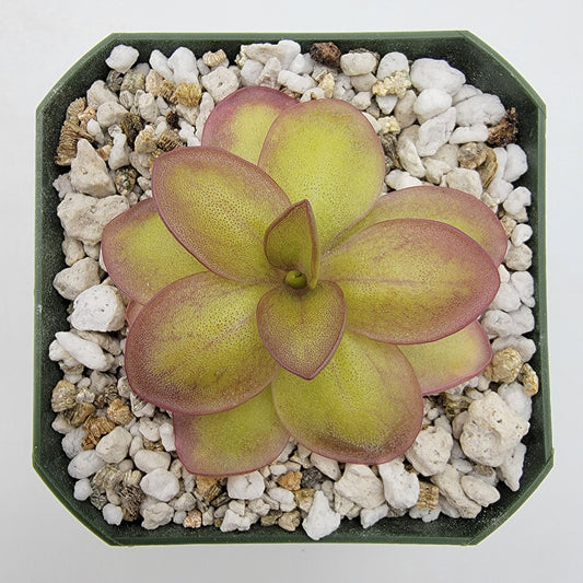 Pinguicula laueana "Narrow Flower"