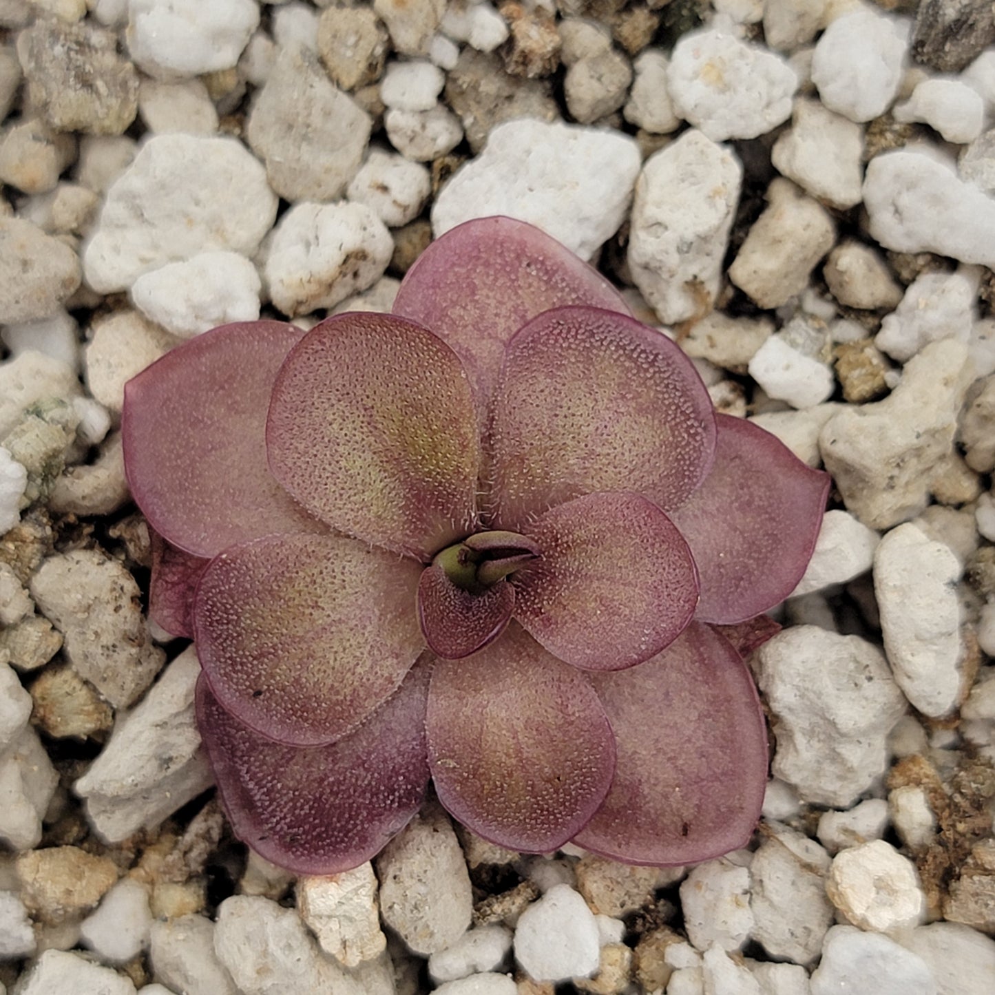 Pinguicula laueana {undulate geranium flower}