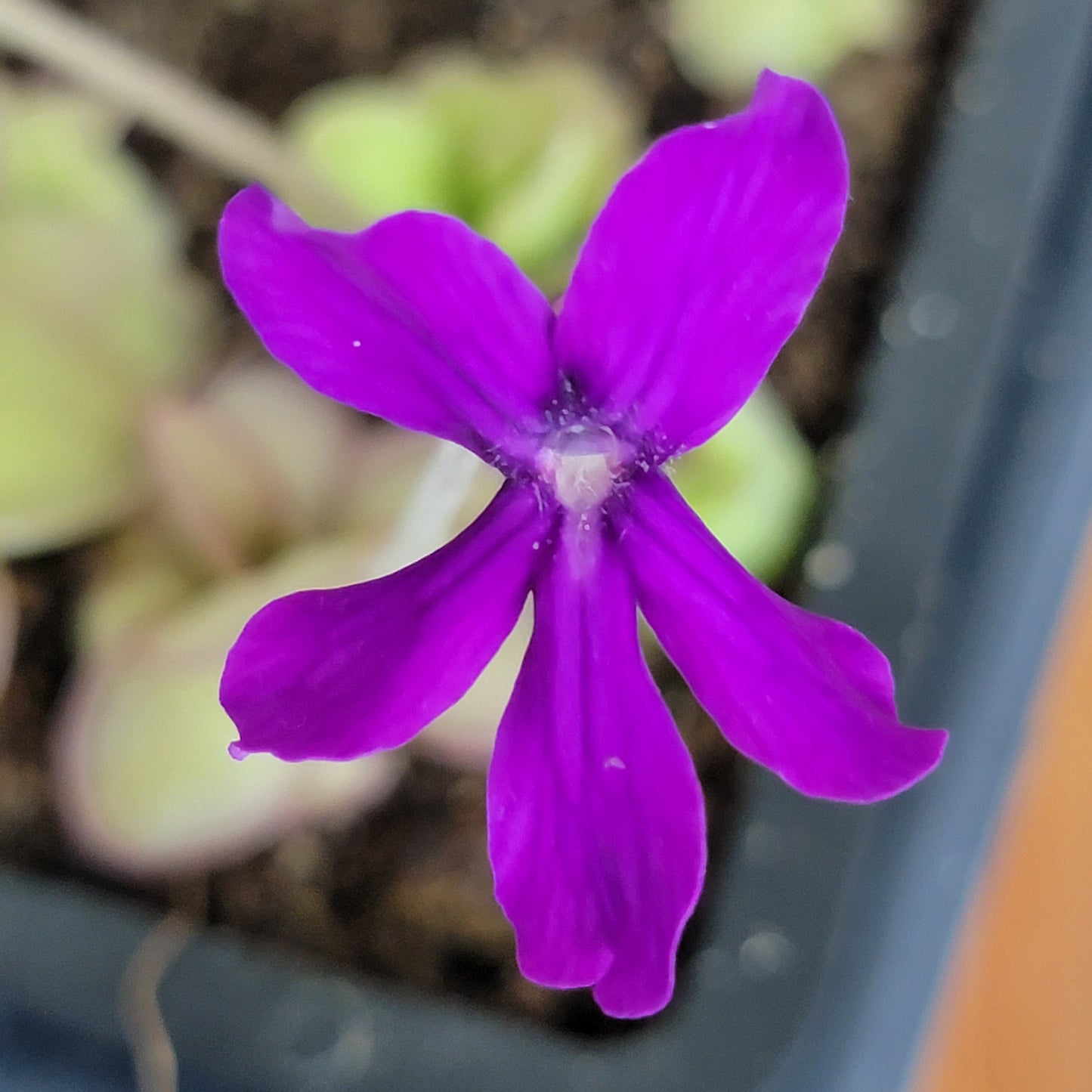 Pinguicula laueana x 'Huahuapan'