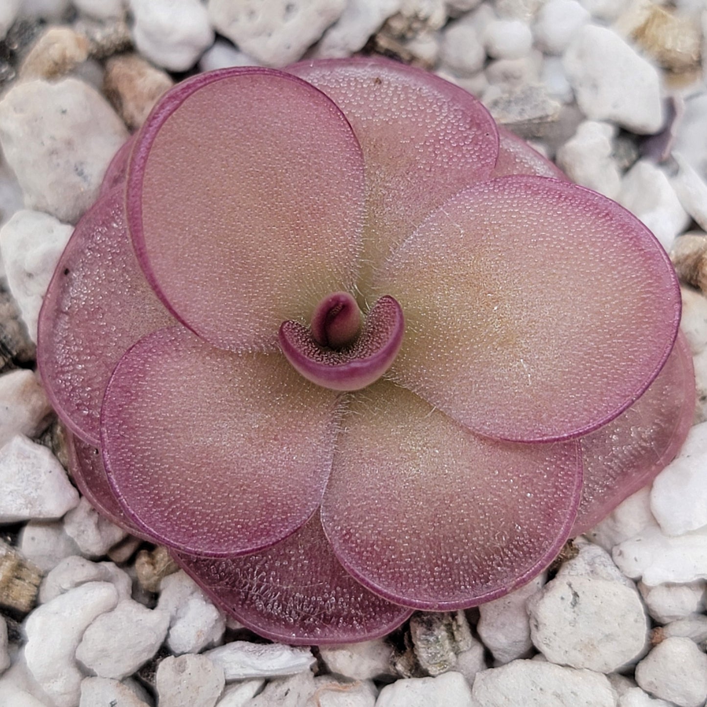 Pinguicula laueana x 'Huahuapan' (Red clone)