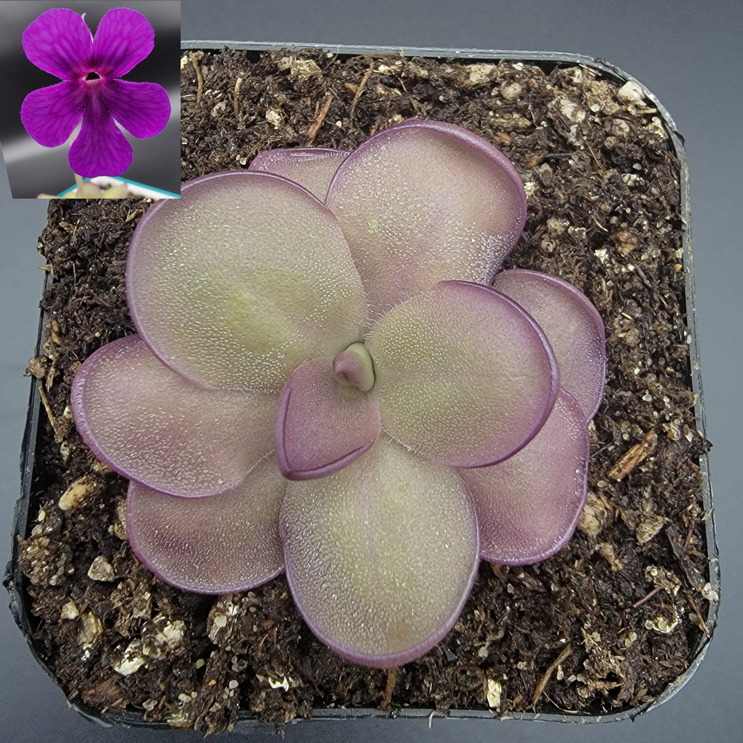 Pinguicula "Leilani" -Butterwort-
