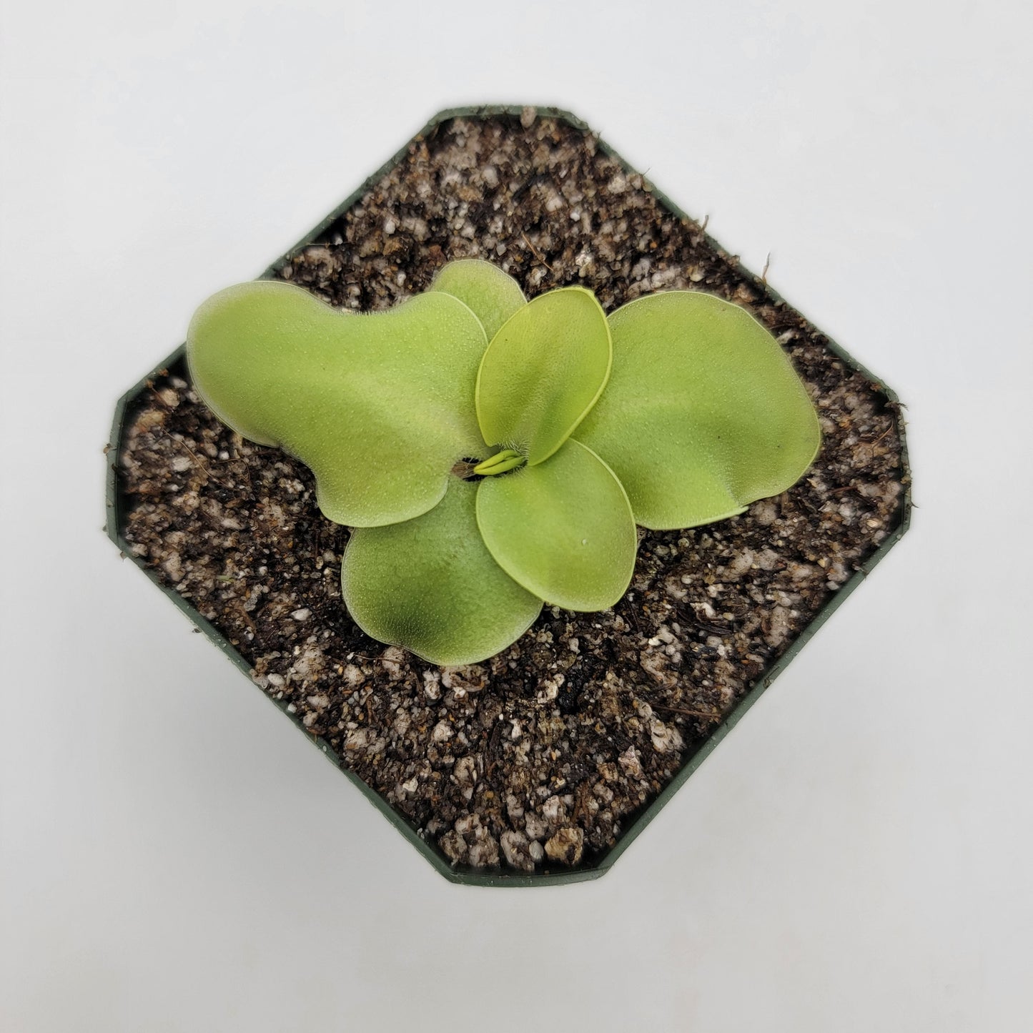 Pinguicula macrophylla