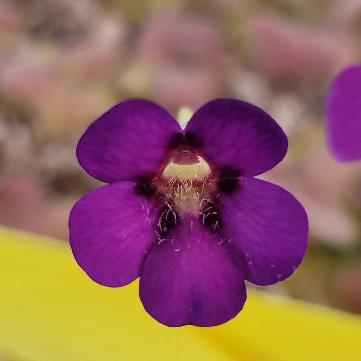 Pinguicula martinezii x laueana -Mexican butterwort-