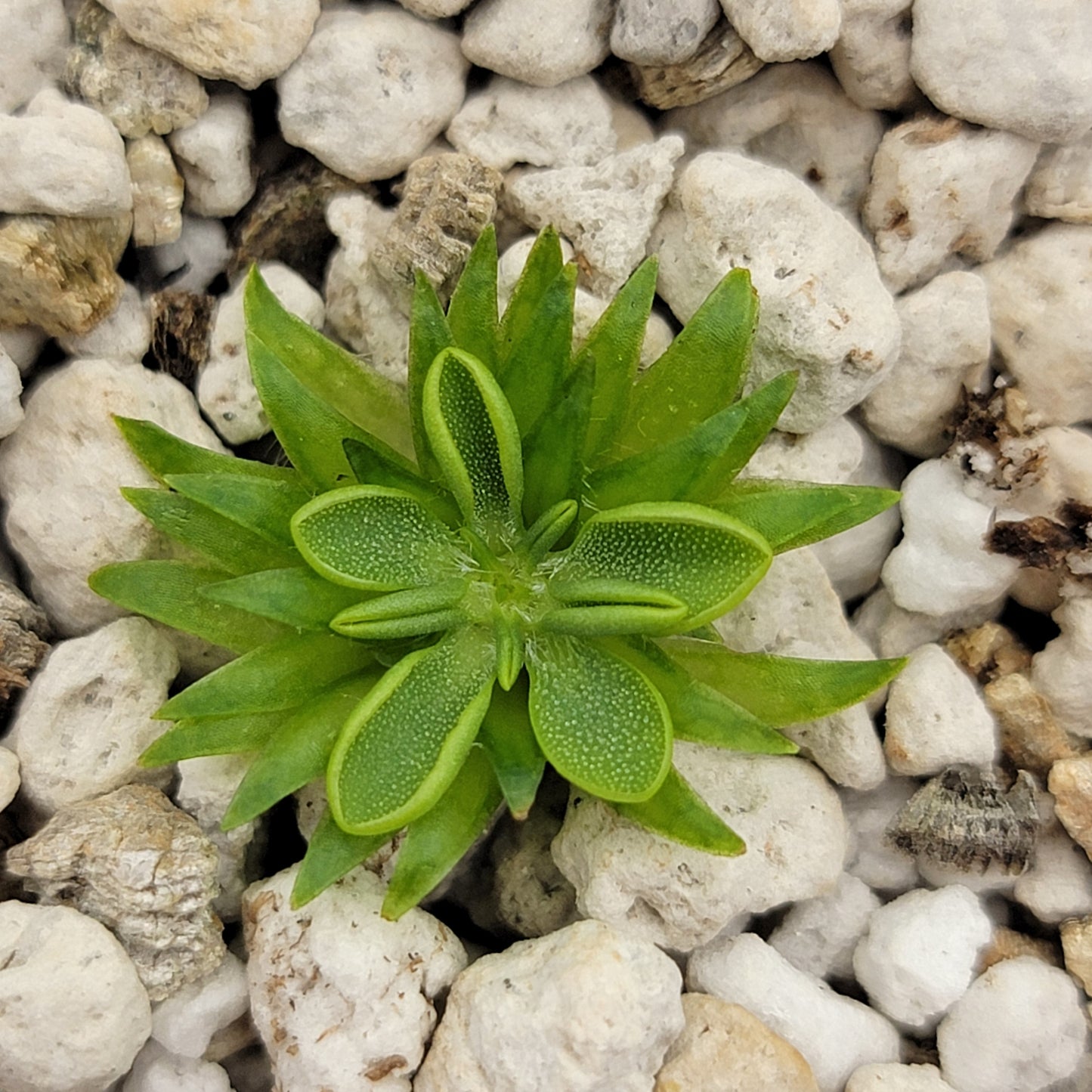 Pinguicula oblongiloba {Patzcuaro, Michoacan}