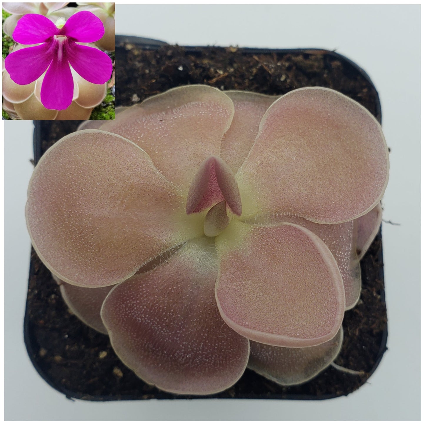 Pinguicula 'Weser'