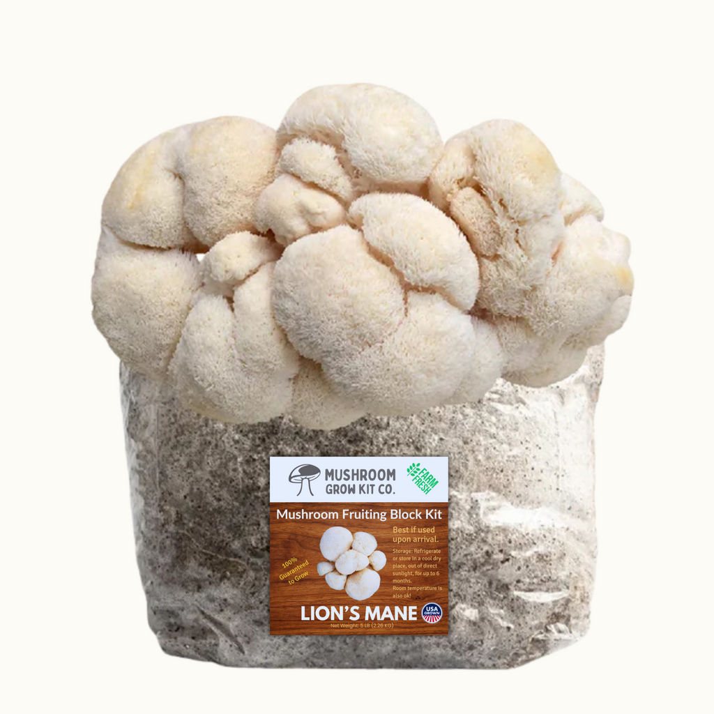 3 Pack - Premium Lion's Mane, Pink, and Blue Oyster Mushroom Fruiting Block Grow Kits - 15 LBS