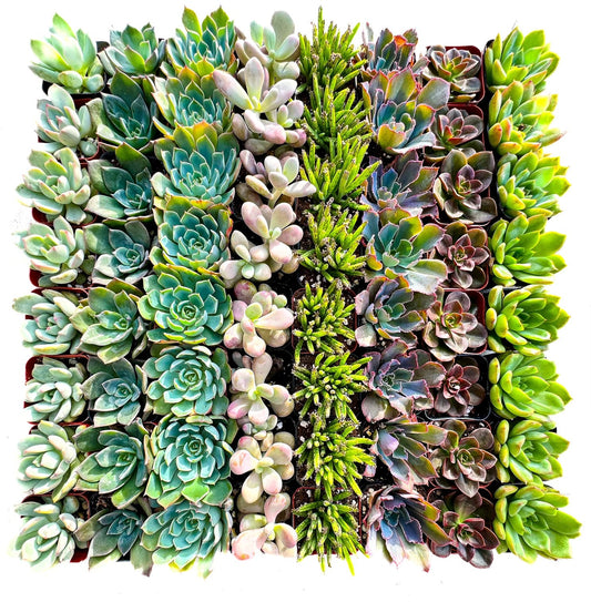 Assorted 2 Inch Succulent Tray