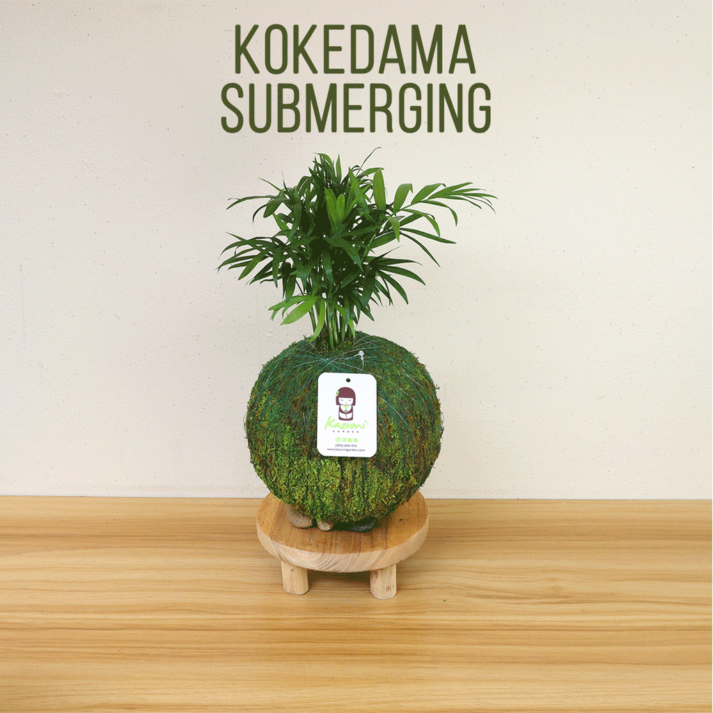 Calathea Makoyana | Moss Ball Kokedama