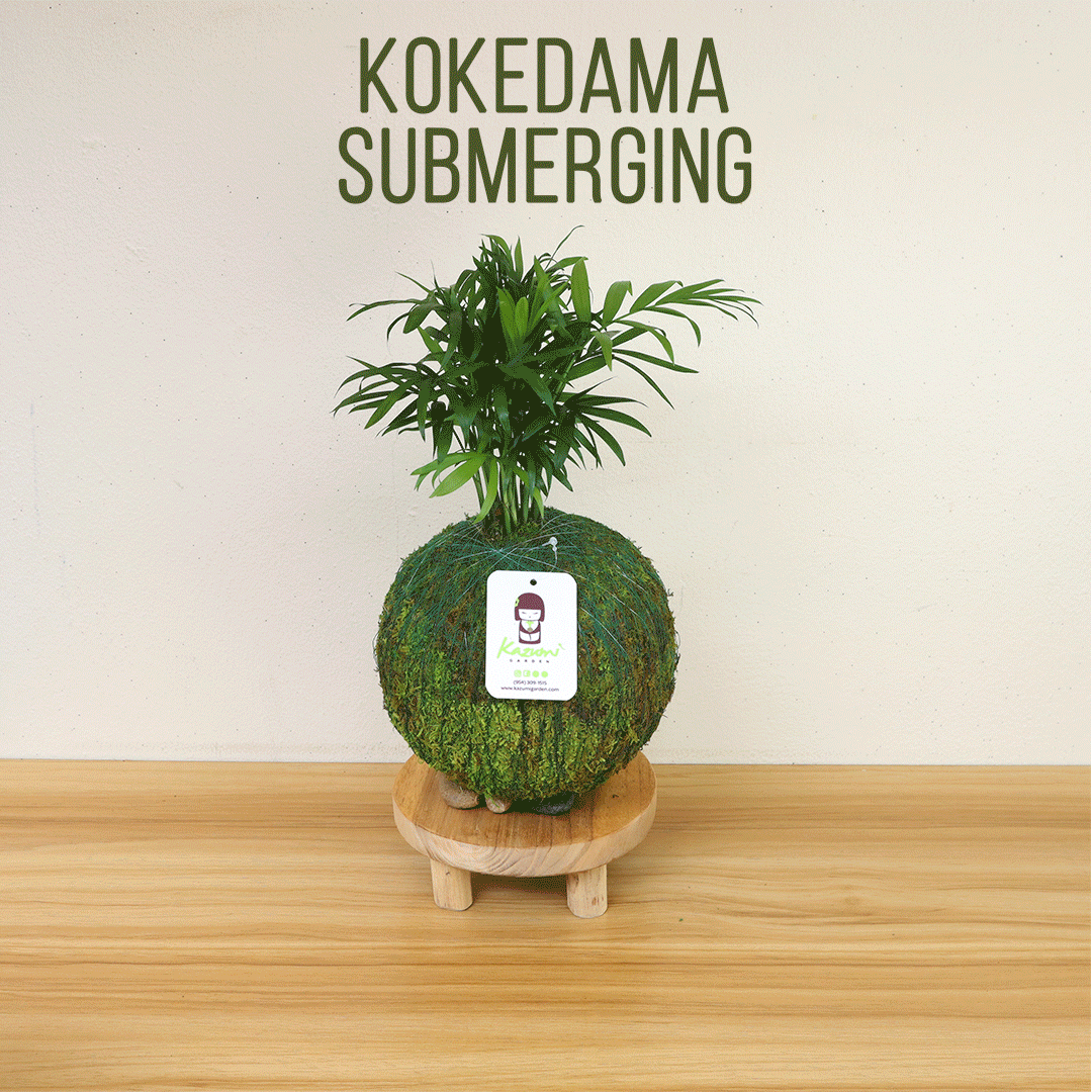 Calathea Makoyana | Moss Ball Kokedama