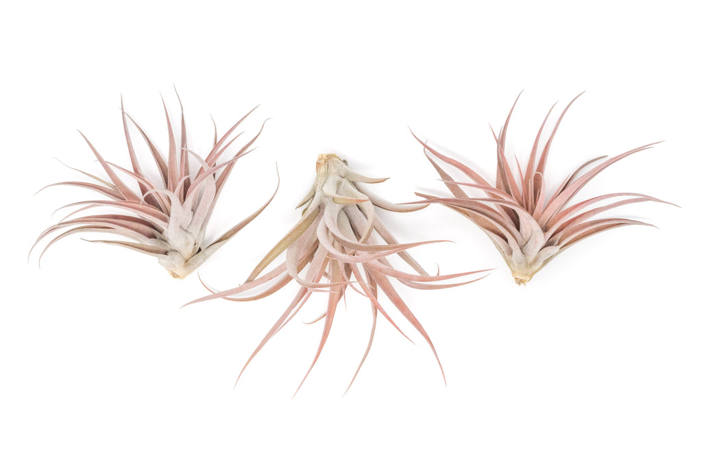 Large Tillandsia Capitata Peach - Set of  5, 10, or 20 Air Plants - 50% Off