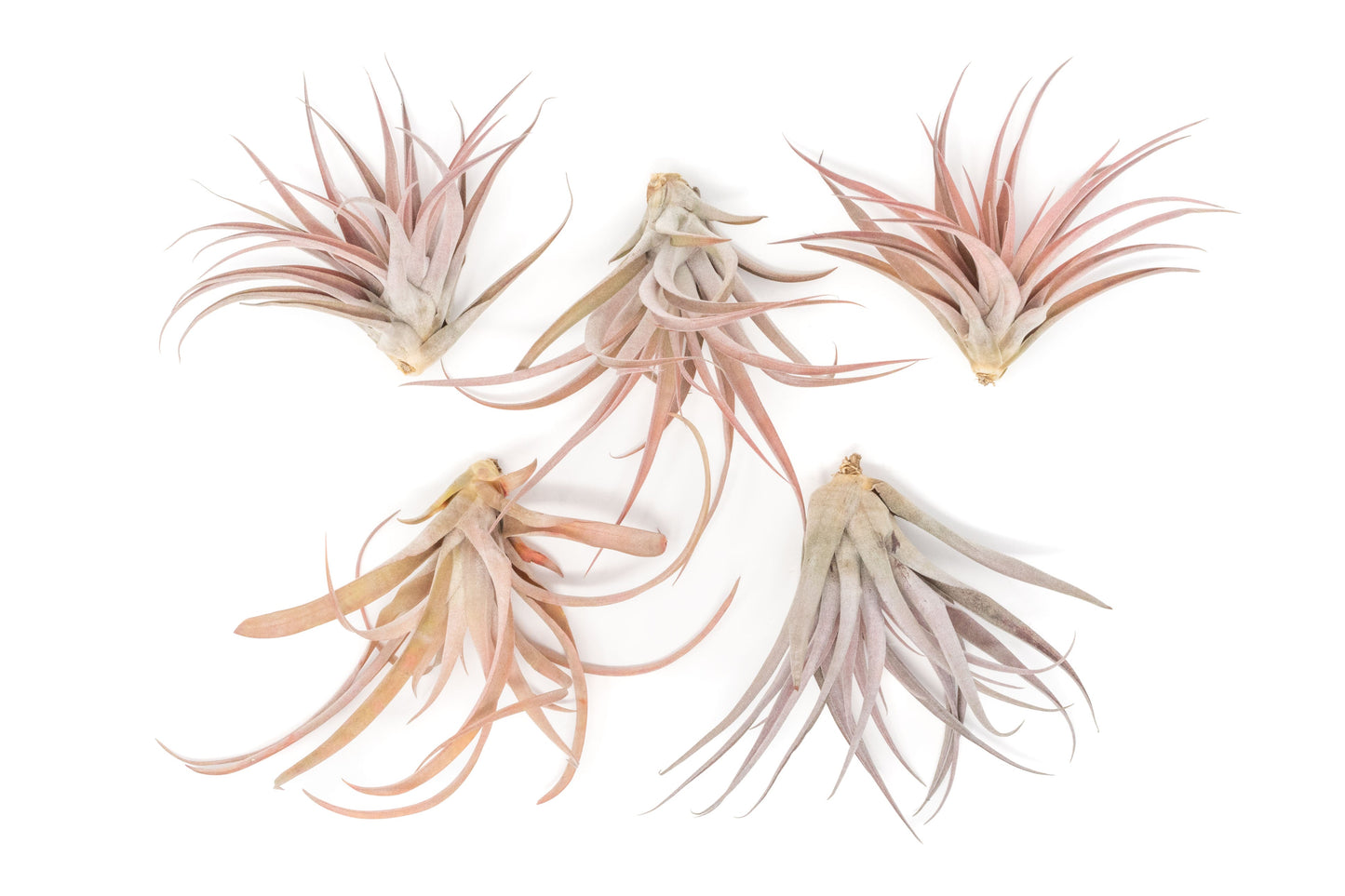Large Tillandsia Capitata Peach - Set of  5, 10, or 20 Air Plants - 50% Off