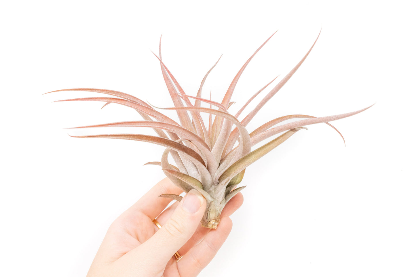 Large Tillandsia Capitata Peach - Set of  5, 10, or 20 Air Plants - 50% Off
