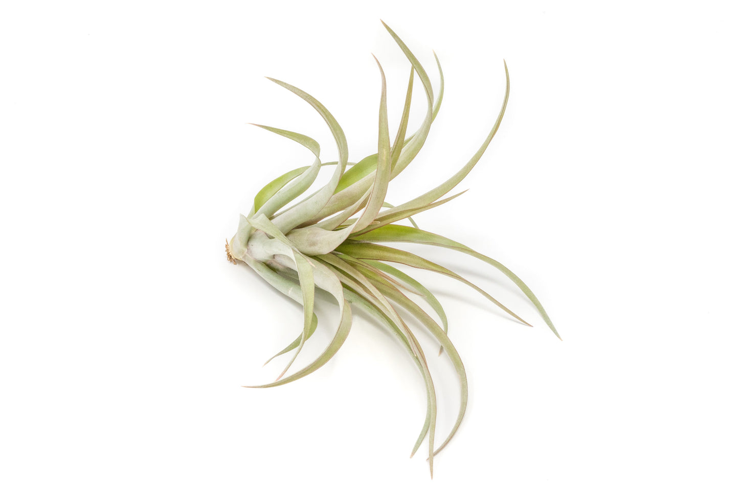 [IN BLUSH NOW!] Tillandsia 'Capitata Red' Air Plants
