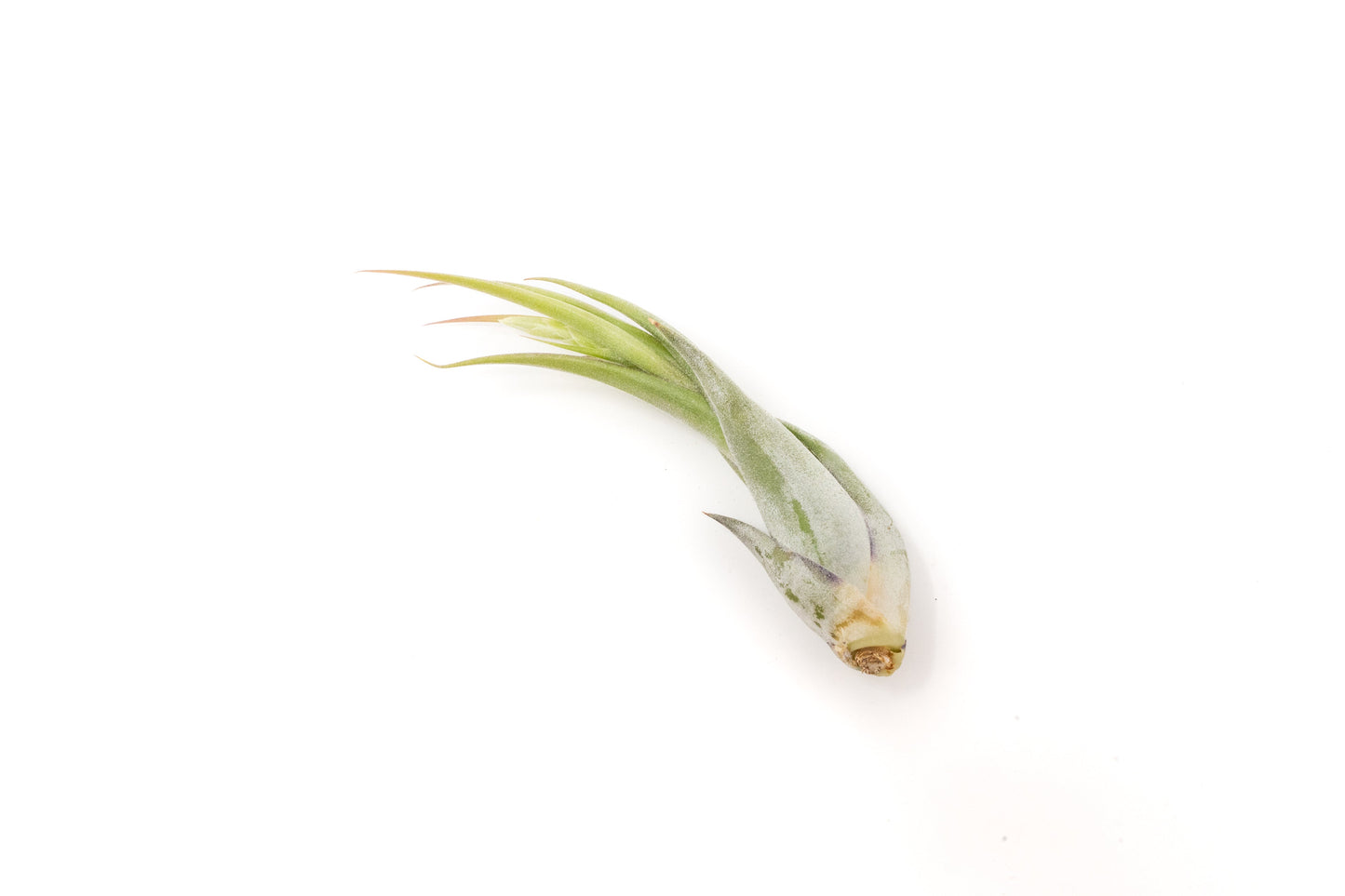 SALE - Tillandsia Circinata 'Paucifolia' Air Plants - Set of 10 or  20 - 60% Off