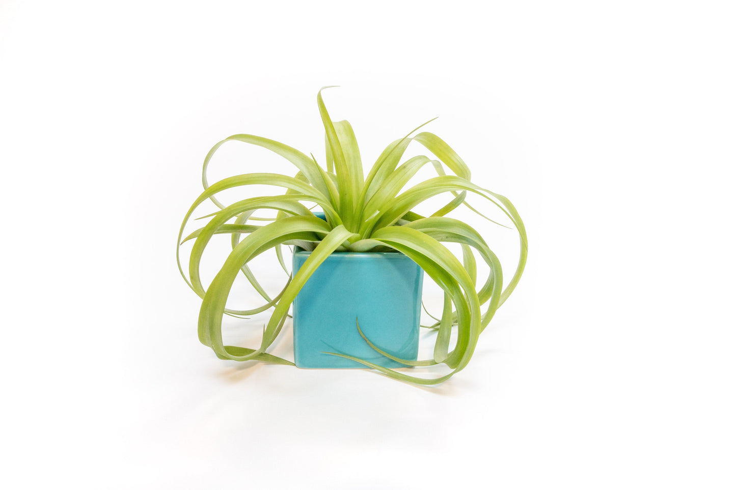Sky Blue Ceramic Cube Container with Assorted Large Tillandsia Air Plant
