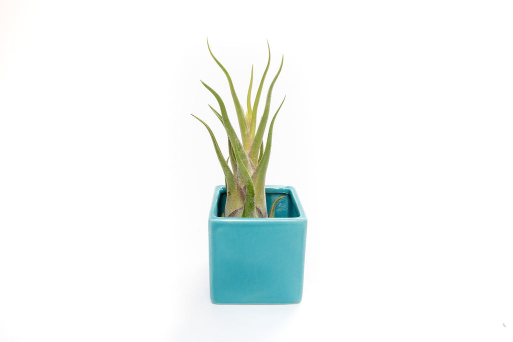 Ceramic Cube Container - Choose Your Custom Color and Tillandsia Air Plant