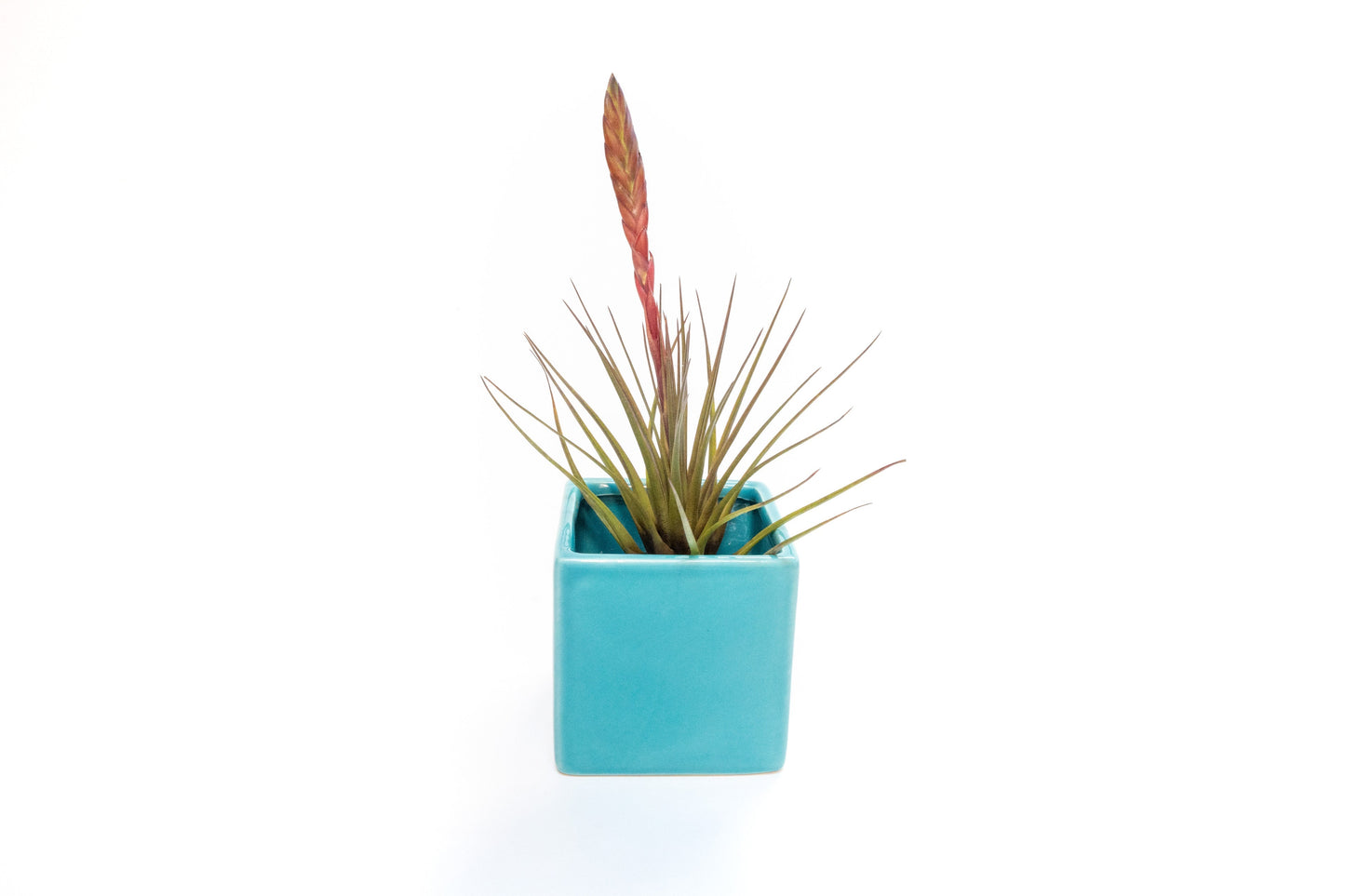 Sky Blue Ceramic Cube Container with Assorted Large Tillandsia Air Plant