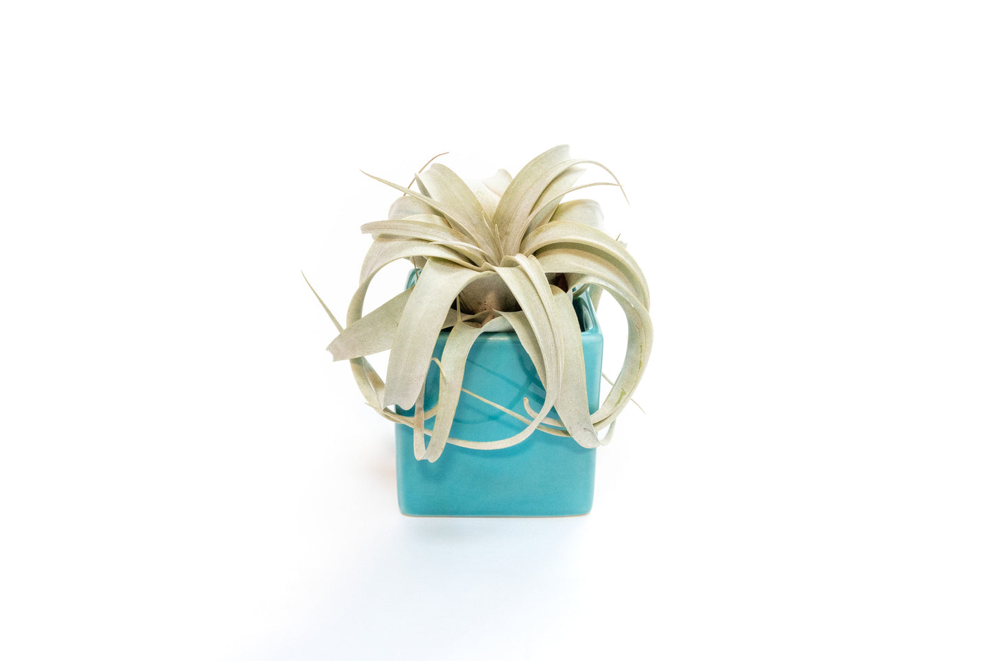 Sky Blue Ceramic Cube Container with Custom Tillandsia Air Plant