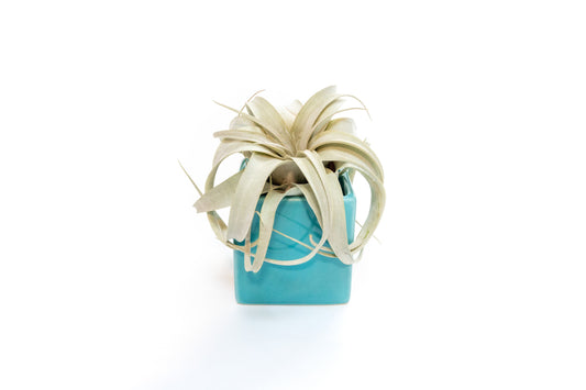 Sky Blue Ceramic Cube Container with Custom Tillandsia Air Plant