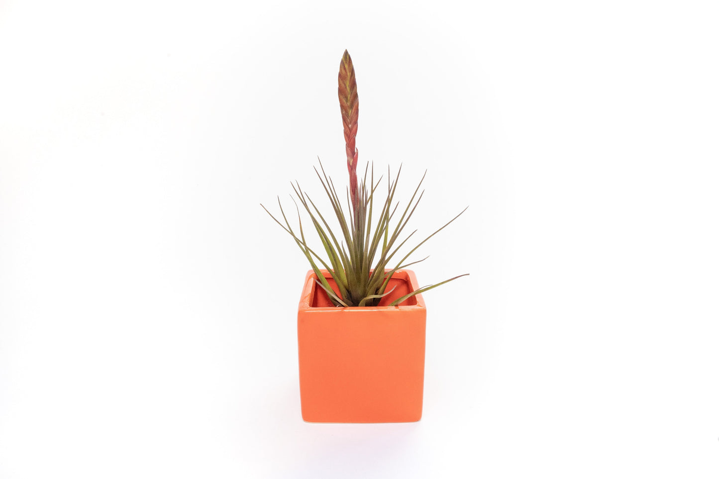 Naranja Orange Ceramic Cube Container with Custom Tillandsia Air Plant