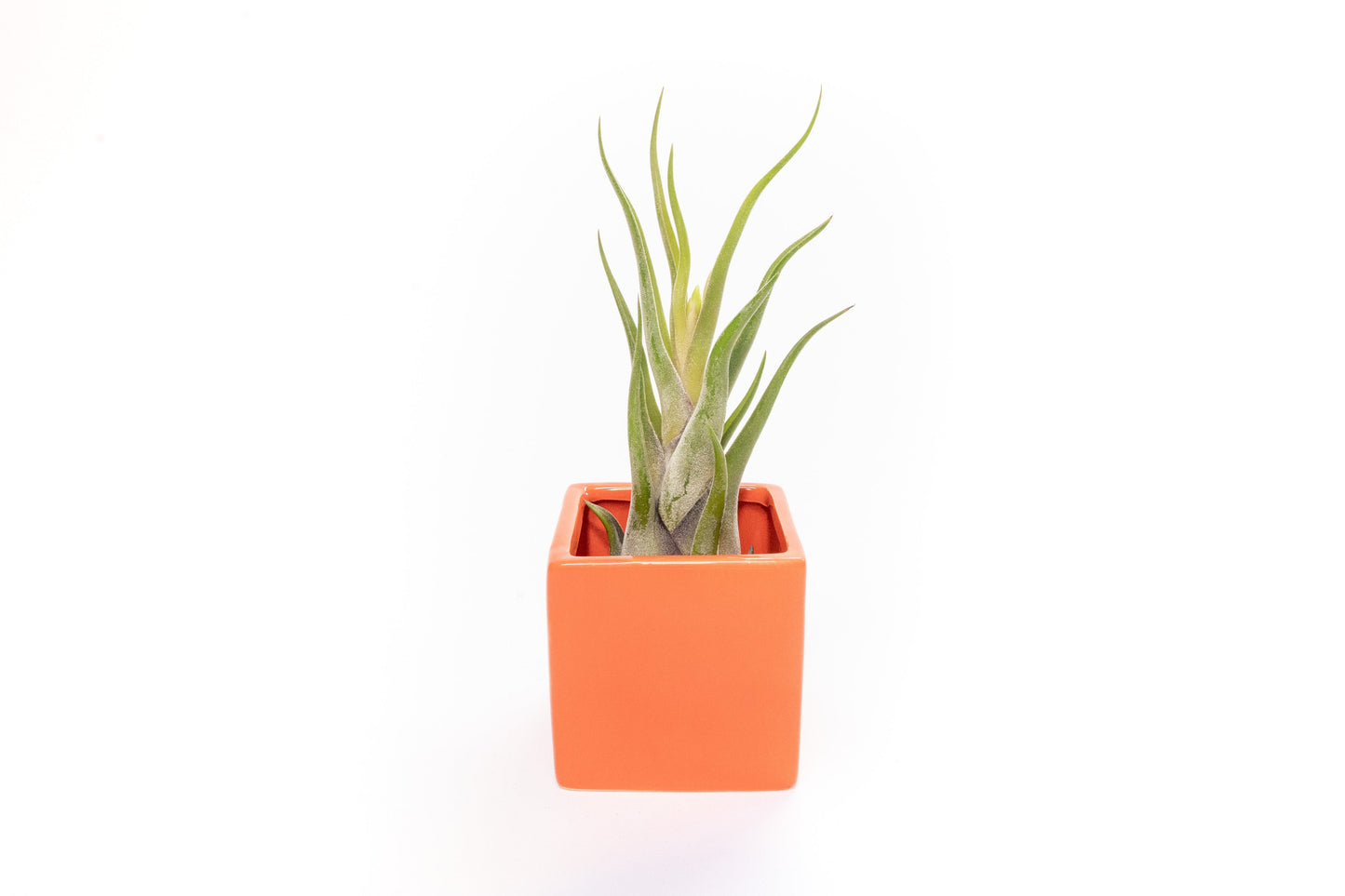 Naranja Orange Ceramic Cube Container with Large Assorted Tillandsia Air Plants