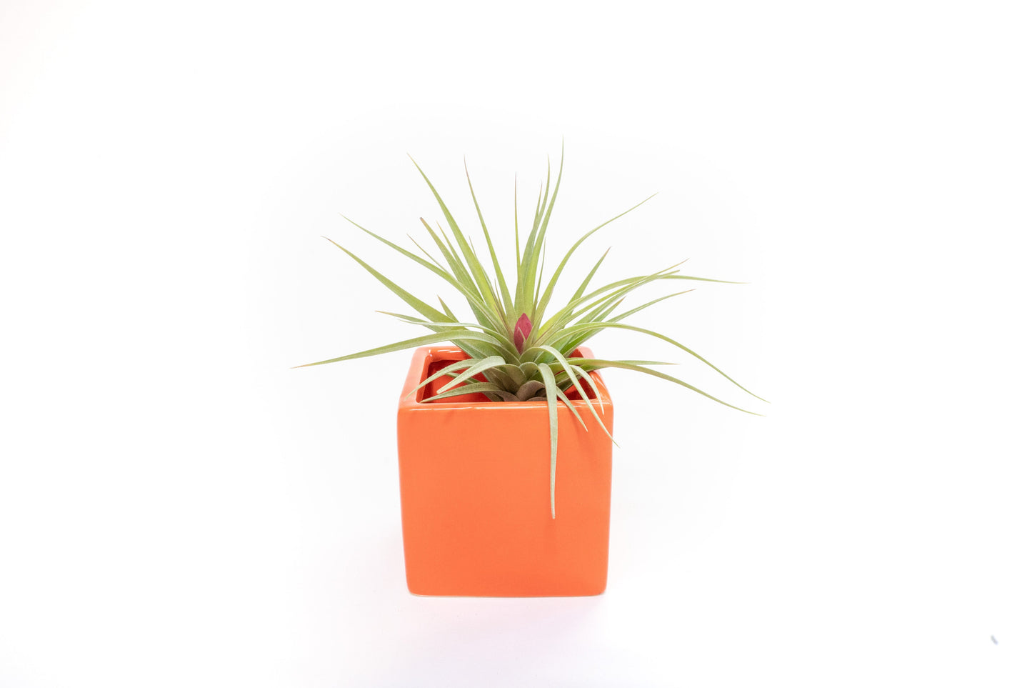 Naranja Orange Ceramic Cube Container with Custom Tillandsia Air Plant