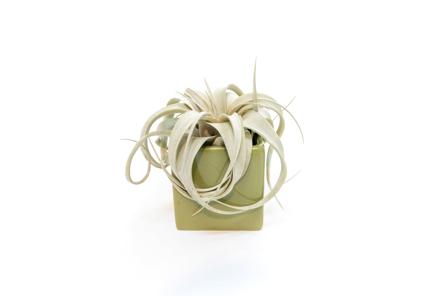 Avocado Green Ceramic Cube Container with Custom Tillandsia Air Plant