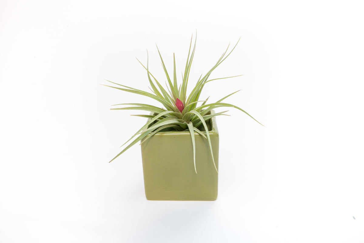 Avocado Green Ceramic Cube Container with Custom Tillandsia Air Plant