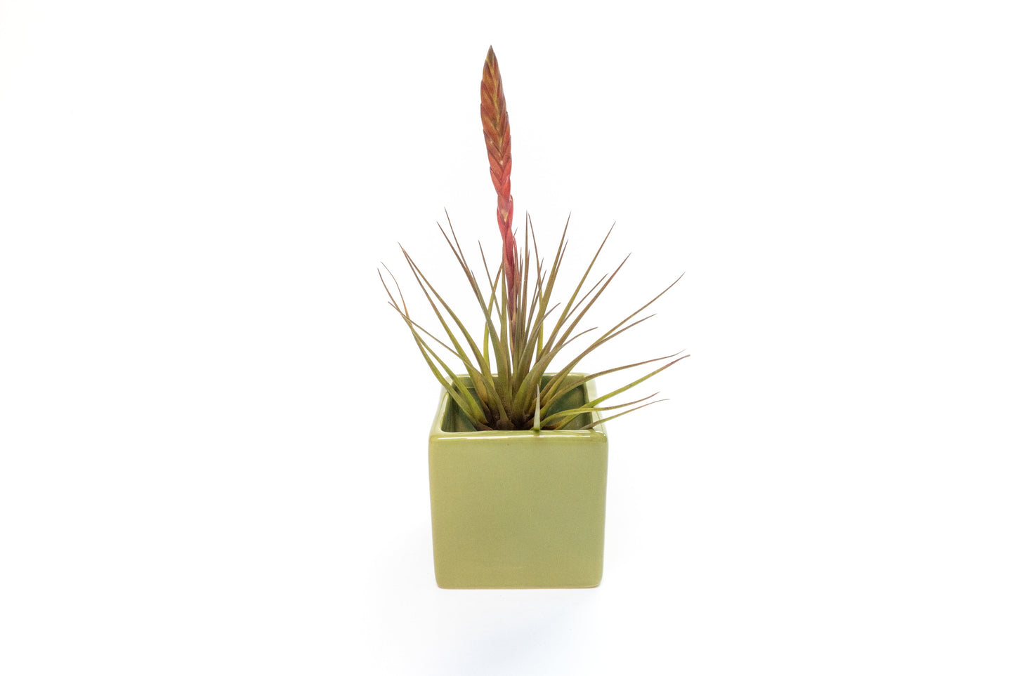 Ceramic Cube Container - Choose Your Custom Color and Tillandsia Air Plant