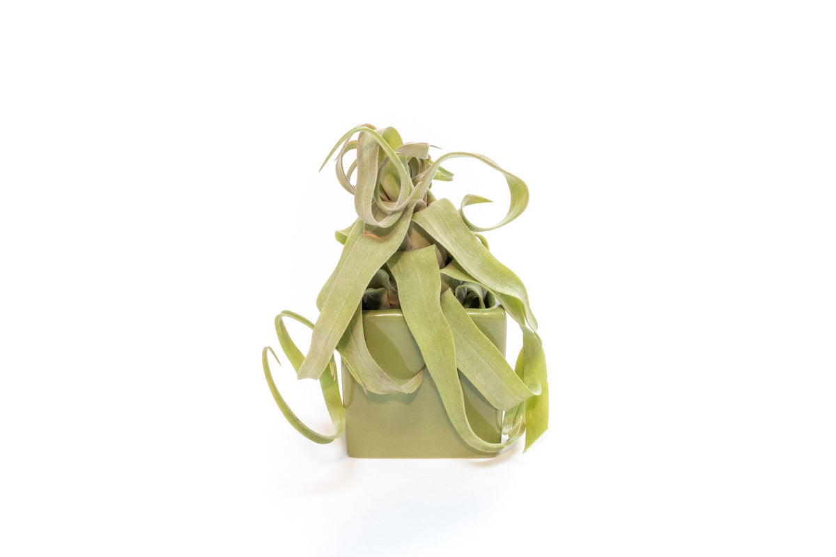 Avocado Green Ceramic Cube Container with Custom Tillandsia Air Plant